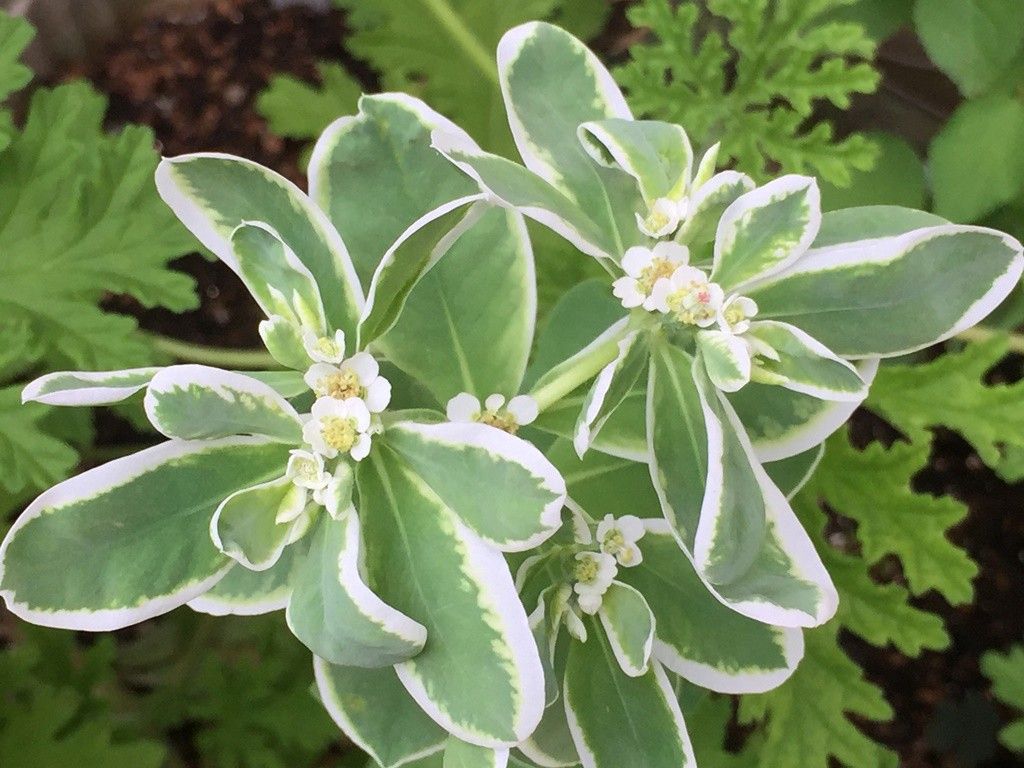 クレオメの花咲きました。