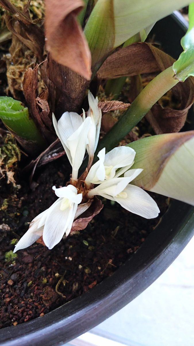 カラテア オルビフォリアの花