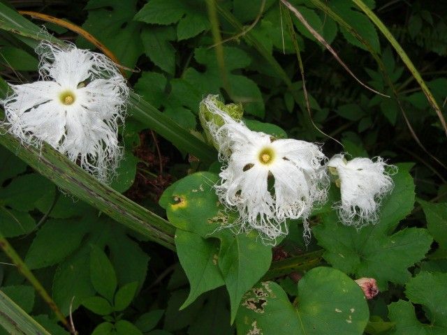 カラスウリの花