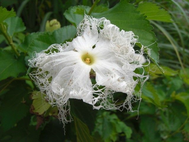 カラスウリの花