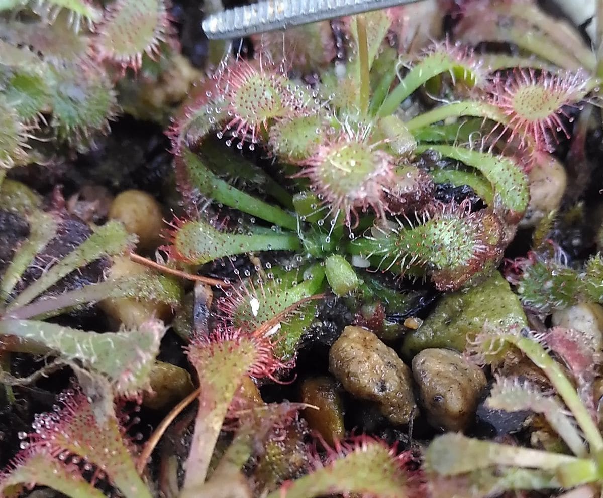 今年初のアサガオ開花でございます～