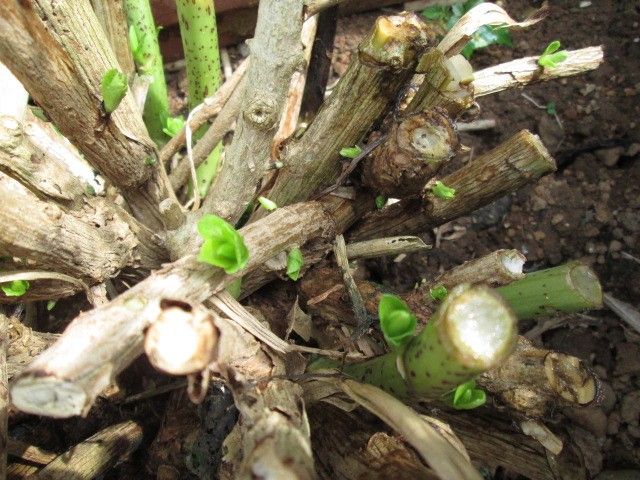 キンギョソウの切り戻し