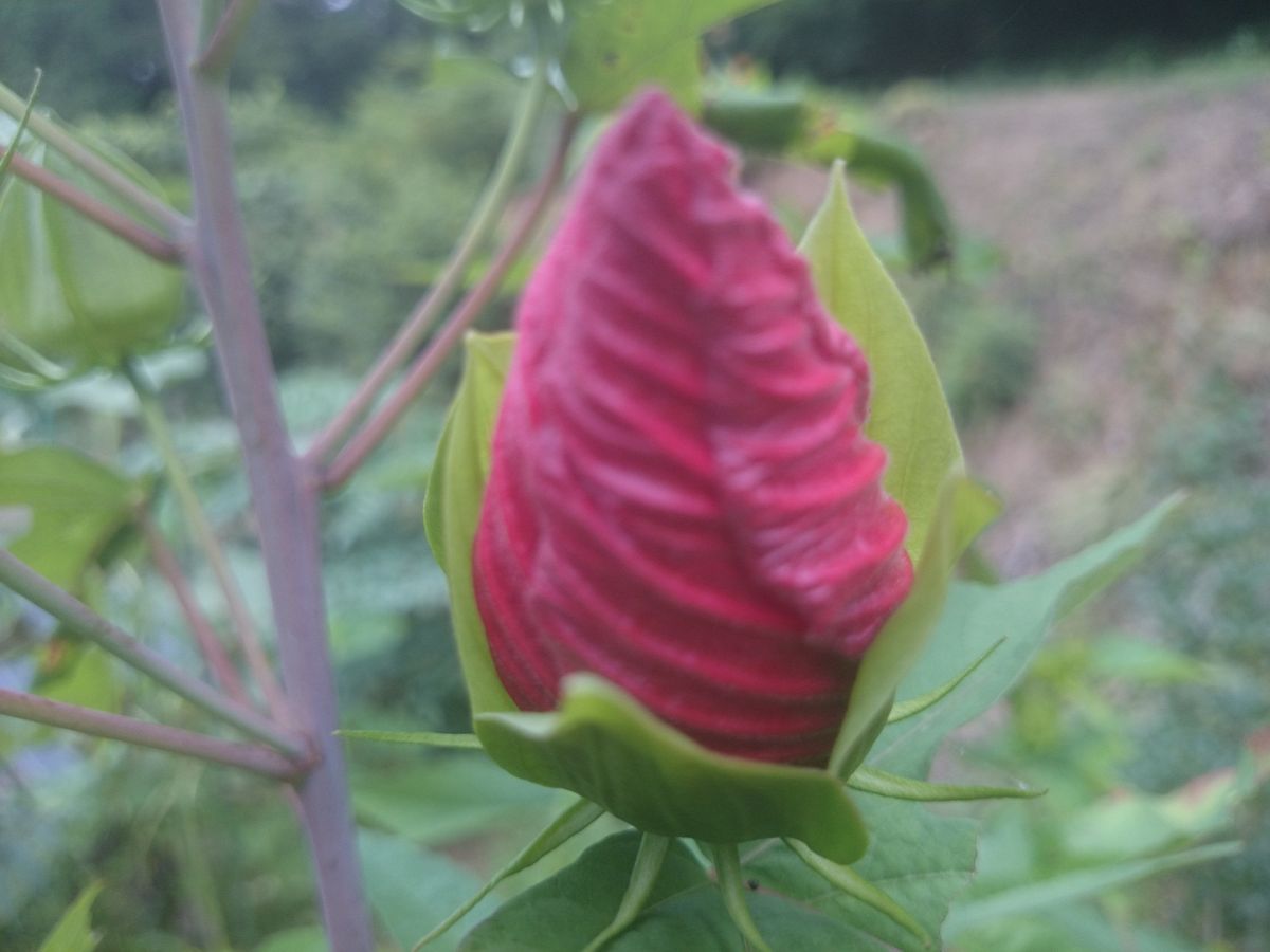 明日には開花！