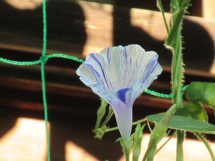 みどりのカーテンの１号開花