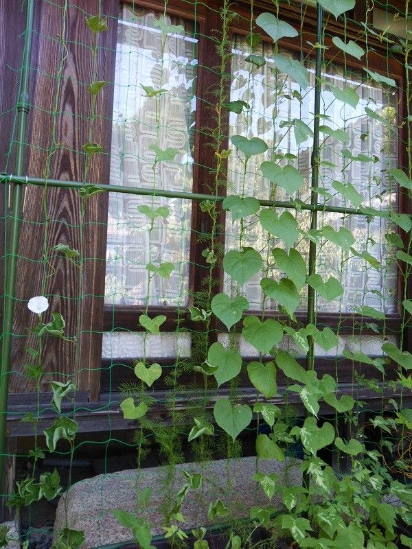 みどりのカーテンの１号開花