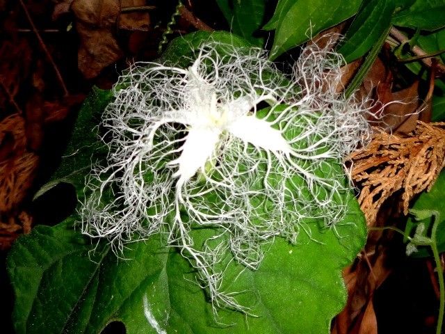 カラスウリの花が見たくて･･･