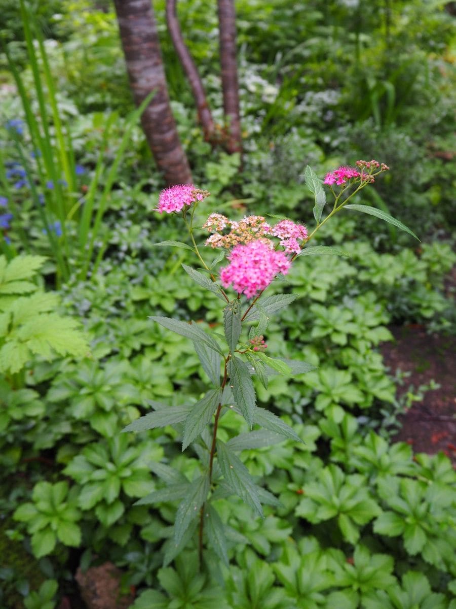 移動する植物