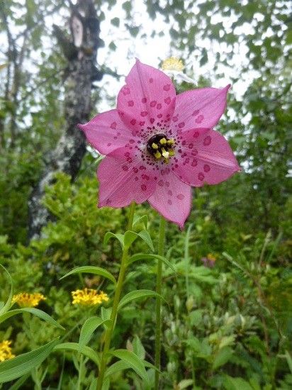 この花を見るために！①