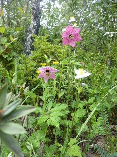 この花を見るために！②