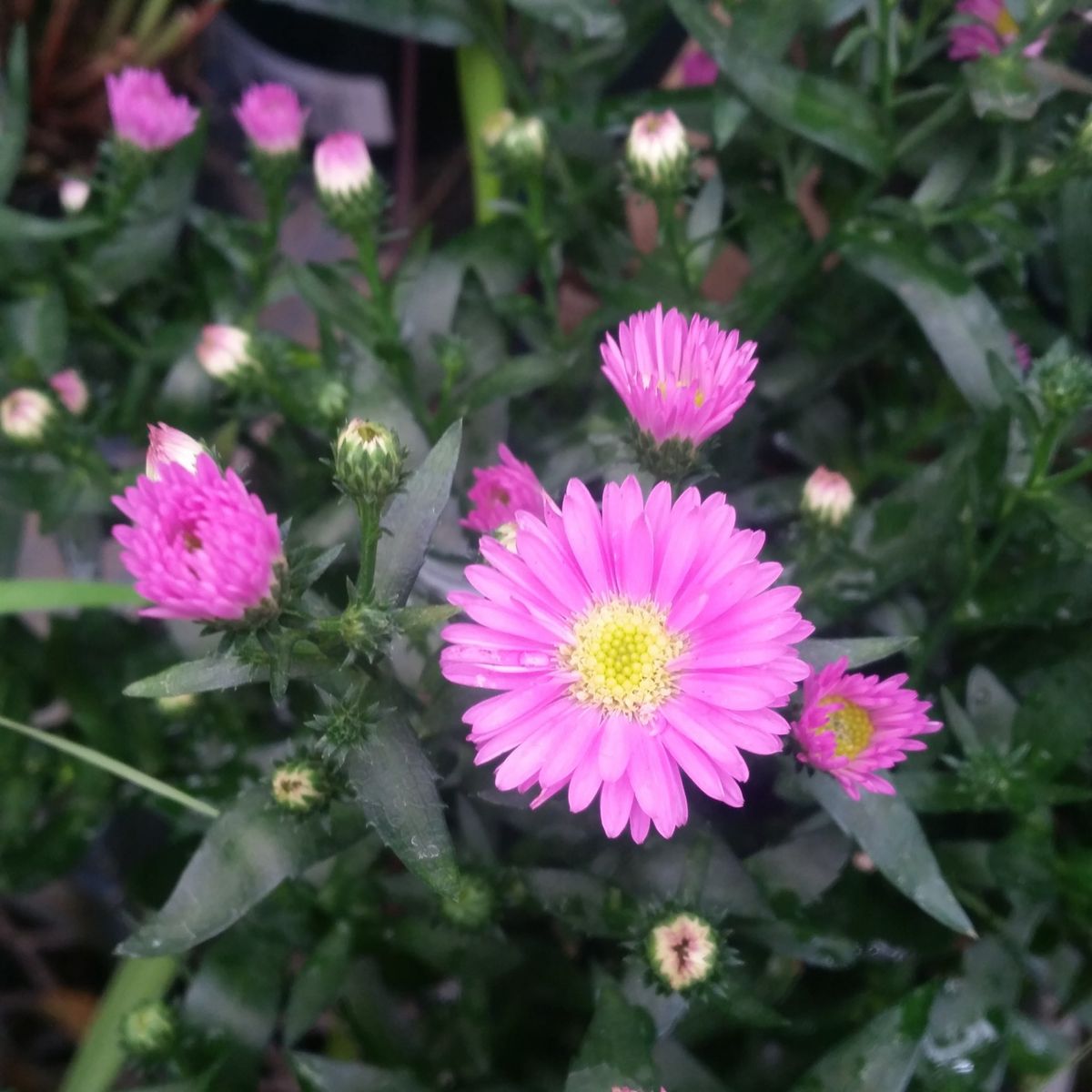 関東地方梅雨明けてないのに!秋の植物が入荷。