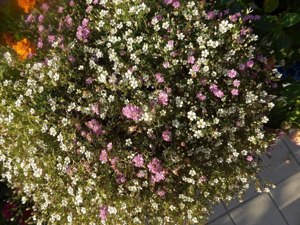 春から咲き続ける花。