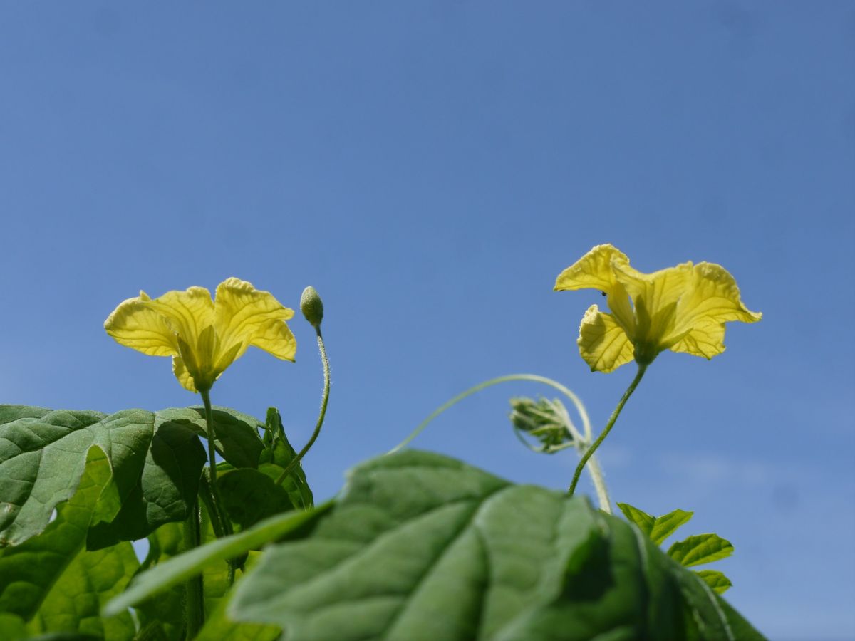 大小の黄色いお花のそっくりさん(*'▽')