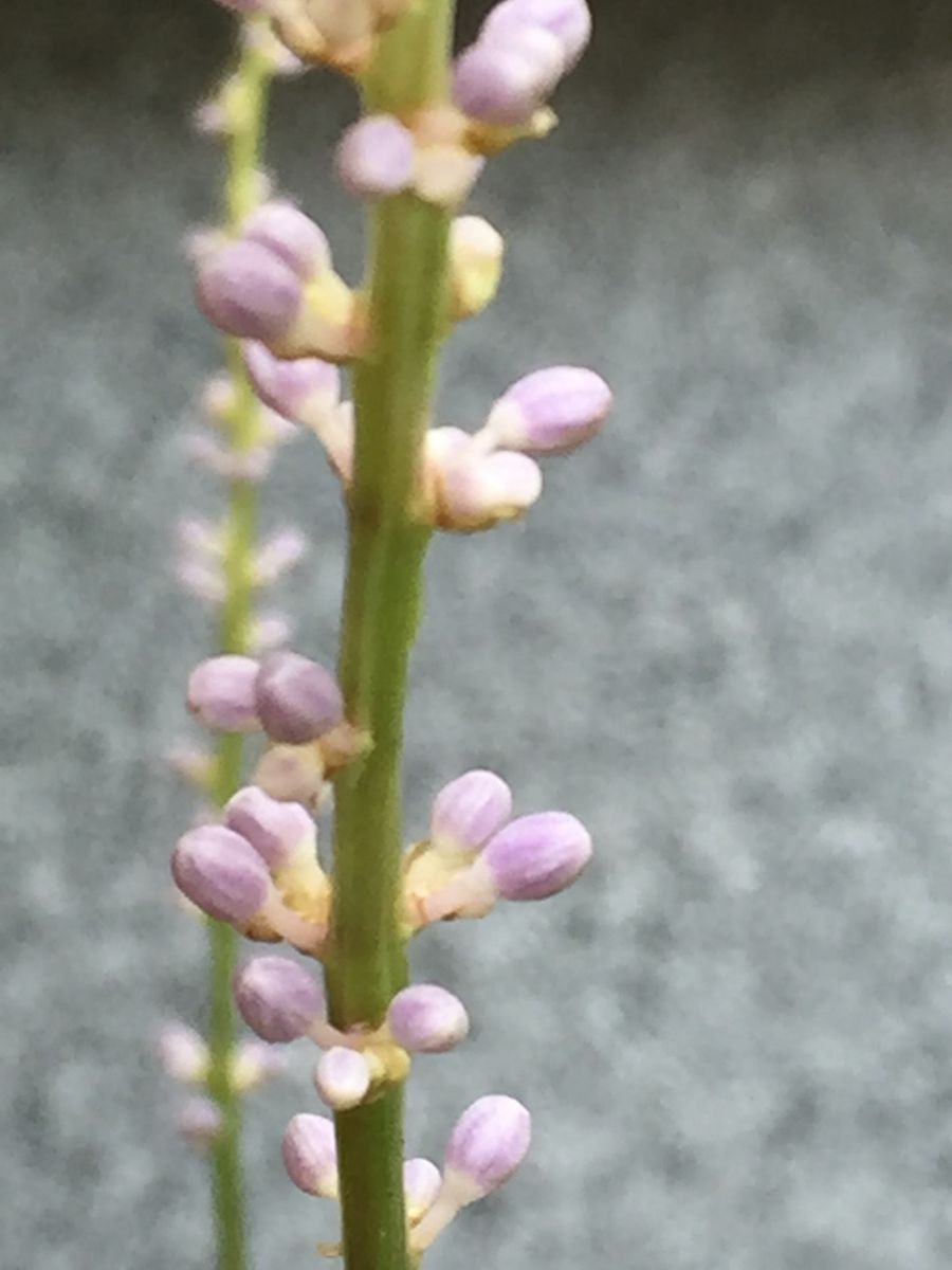 ヤブランが花穂一足早く伸びて来ています🌸🌻