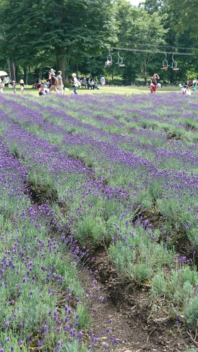 ﾗﾍﾞﾝﾀﾞｰﾊﾟｰｸ💜