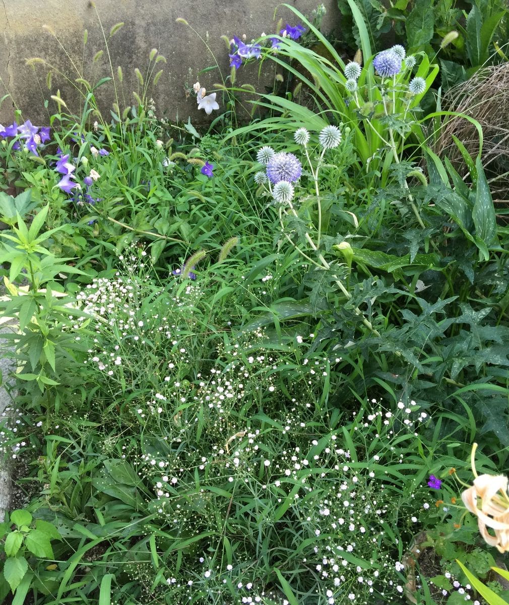 今日の花