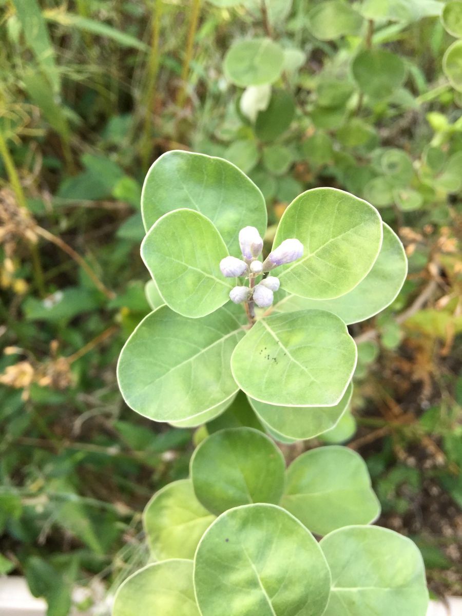 今日の花   2