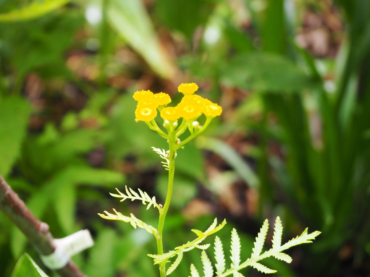 ハーブの花