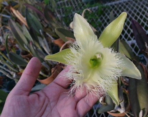 昨日の園芸教室ではトキワシノブを植え込んでおりました。