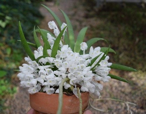 昨日の園芸教室ではトキワシノブを植え込んでおりました。