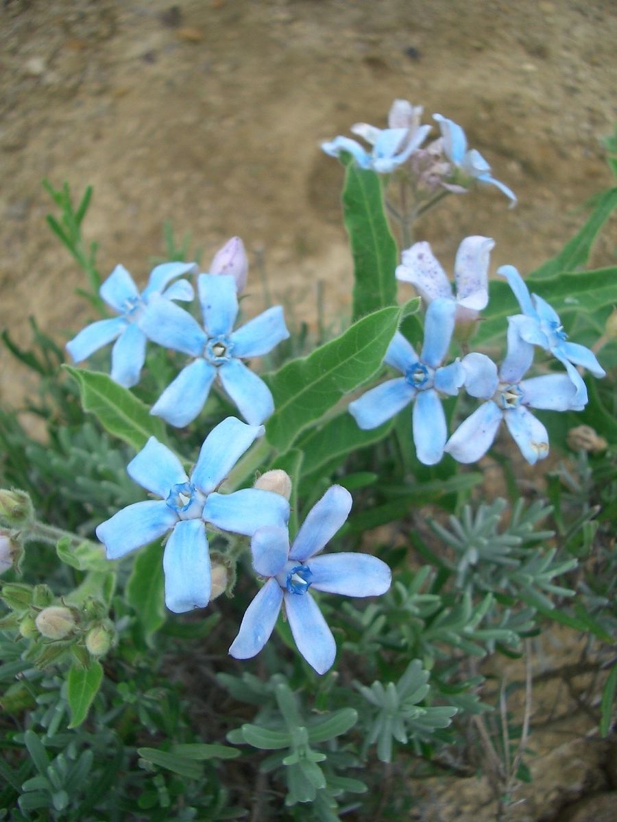 今朝の花　7/21