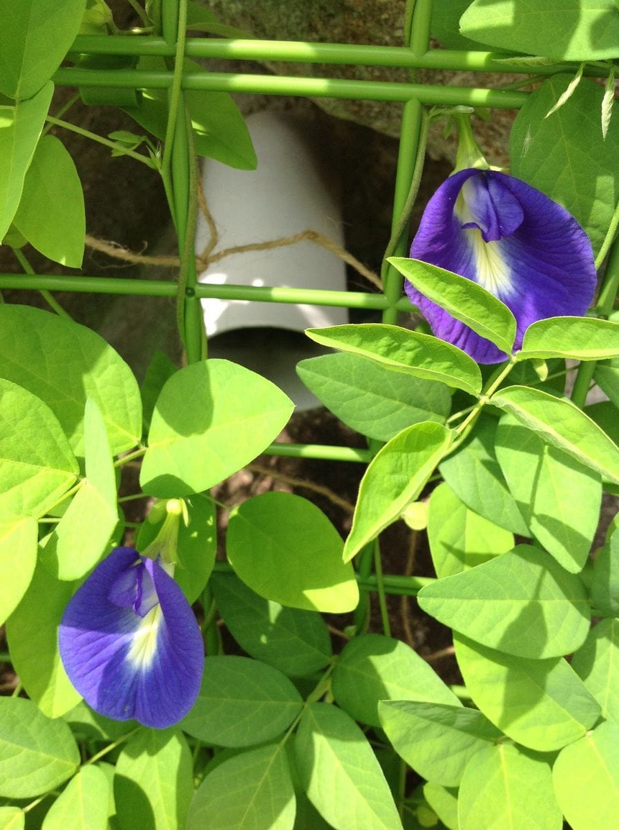 蝶豆の花😊