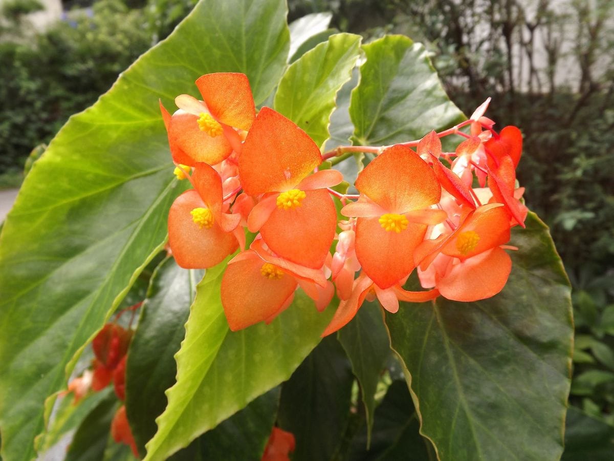 木立性ベゴニアが花付き良くなってます♪