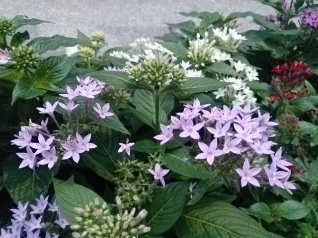 通り沿いの花壇は夏仕様に模様替え