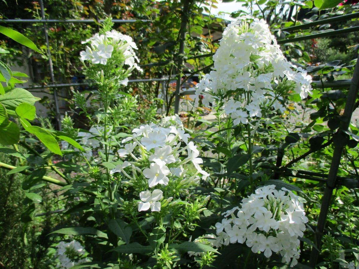 白い花が好き💖