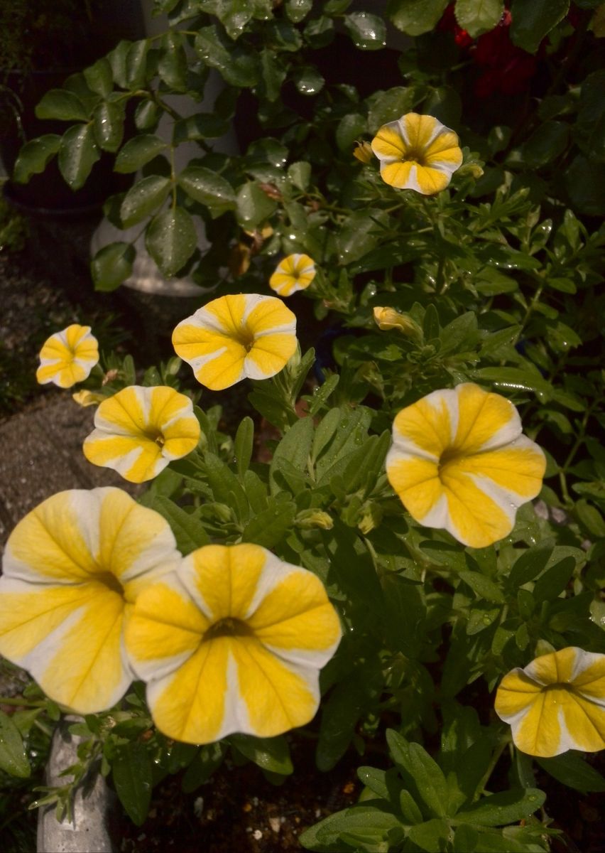 今日の花