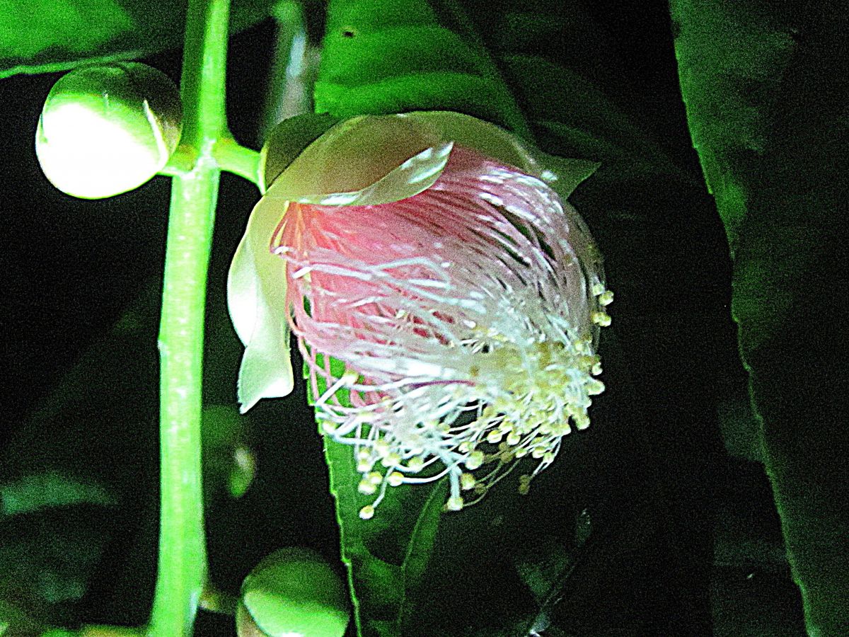 サガリバナの開花です