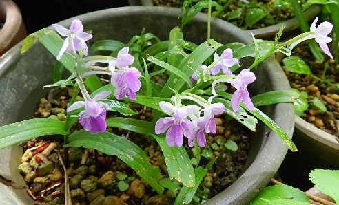 我が家の山野草