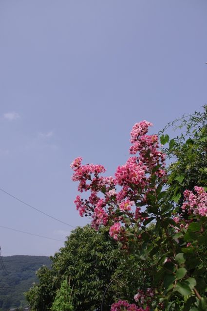 百日紅・夏祭り