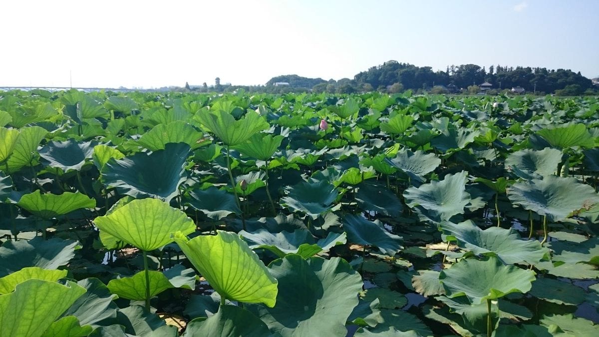 変化朝顔事始　暇見つけ地道にコツコツ本鉢植え