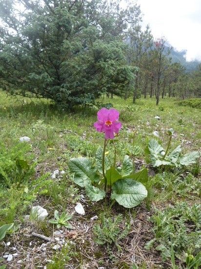 インカルビレアと桜草