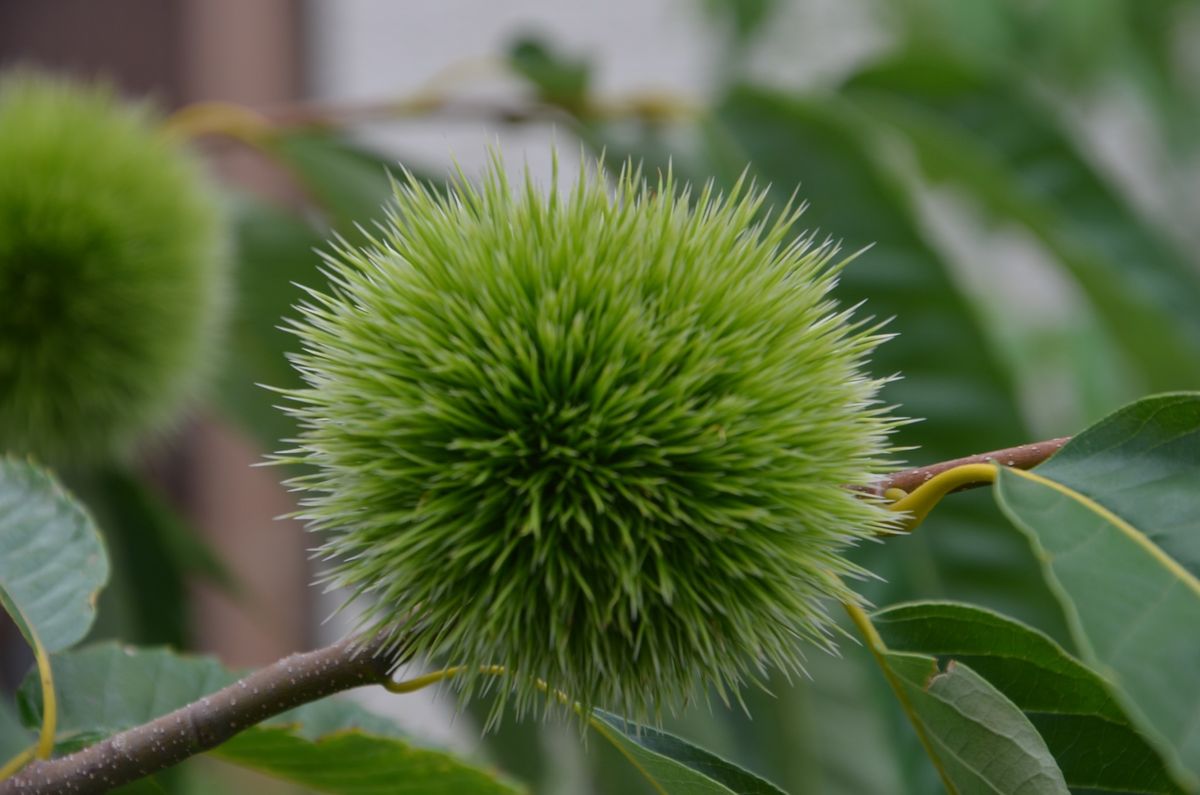 実のなる木　鉢植え果樹