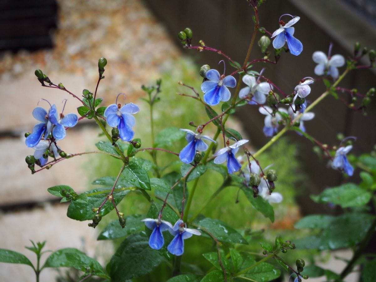 雨の一日  花咲く日