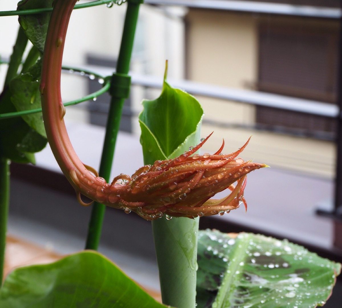 雨の一日  花咲く日