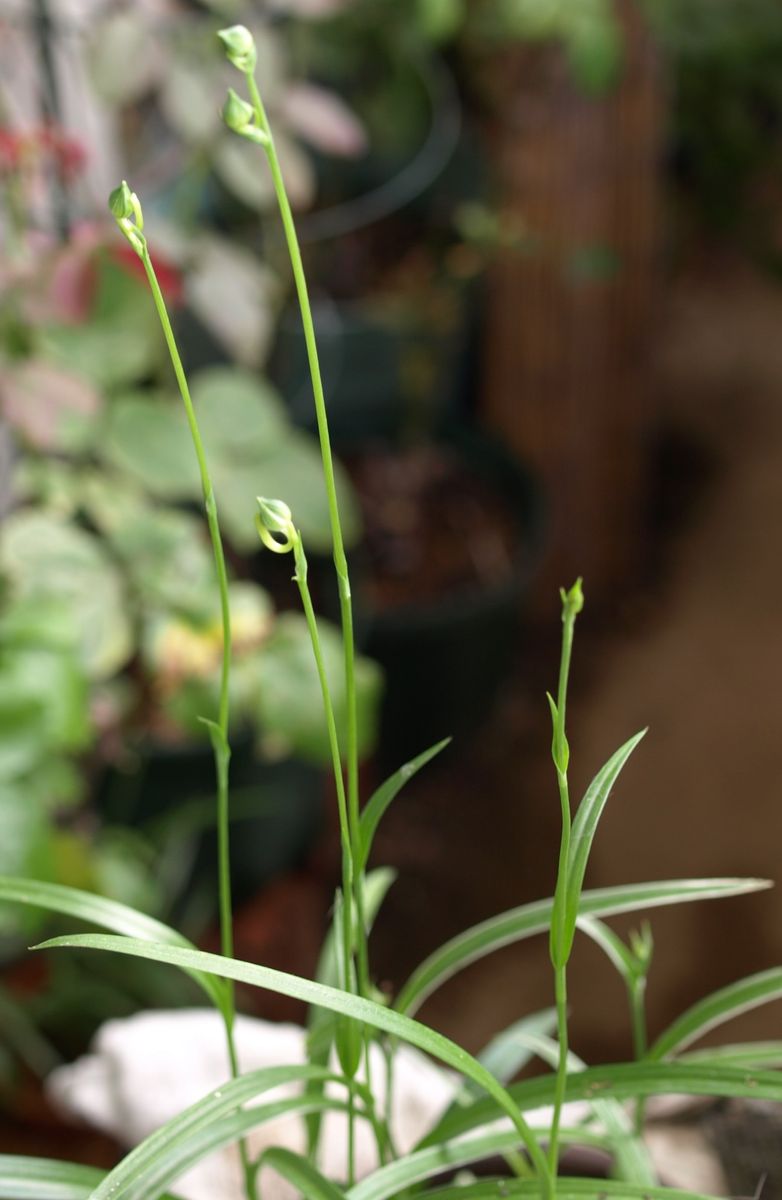 咲いたら夏の花