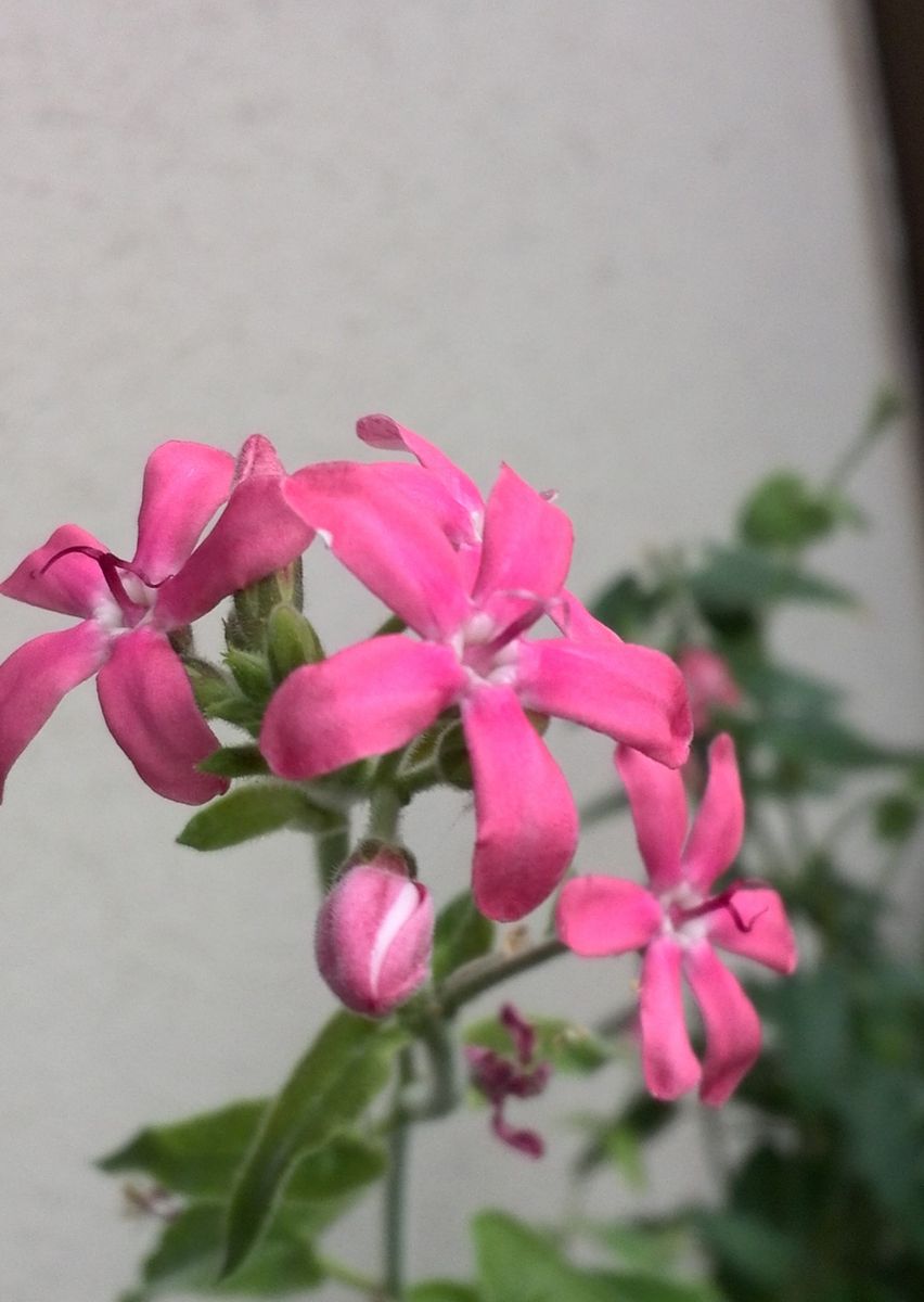 今日の花