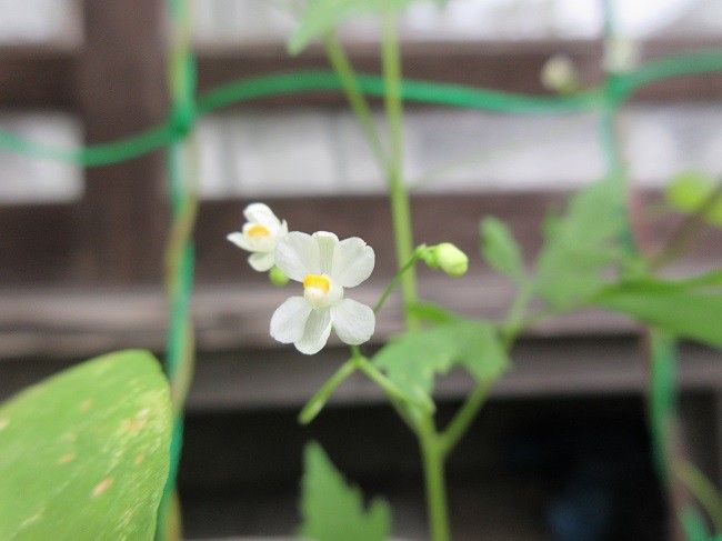 今日の開花～～