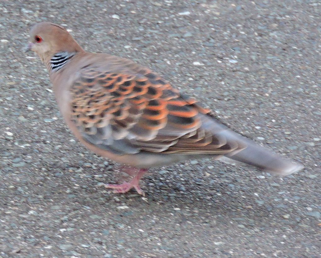 今日の100分の3「野鳥と狸」