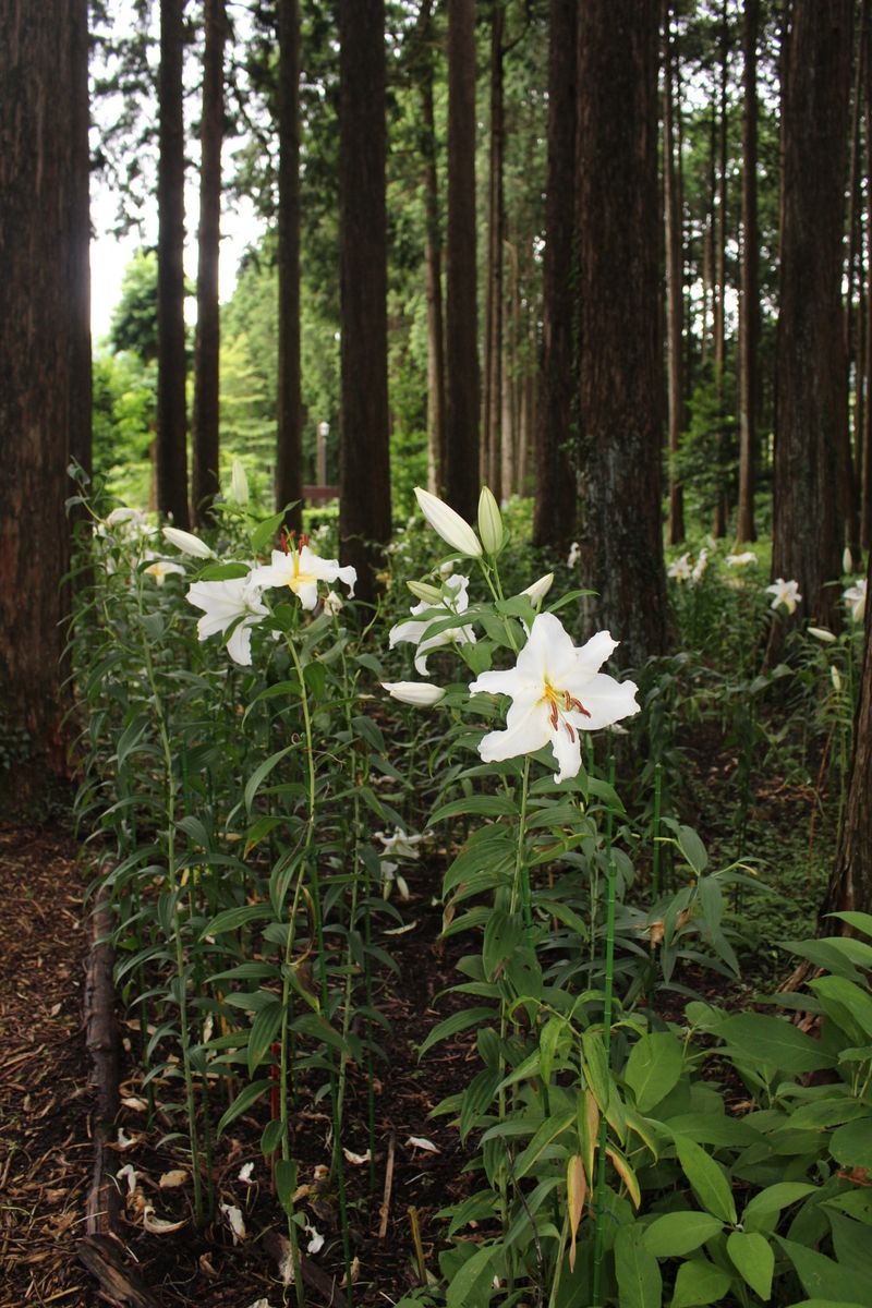 秩父宮記念公園のユリ