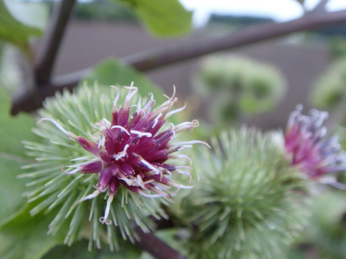 お花畑の花たち