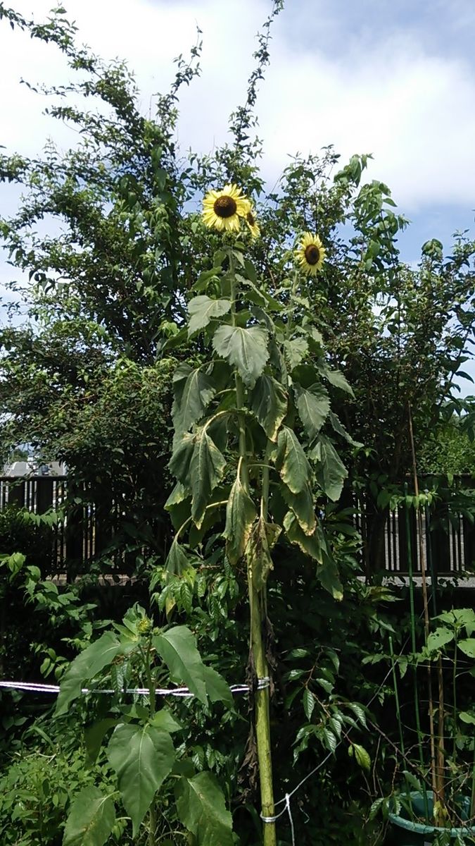 やや非力なヒマワリ開花