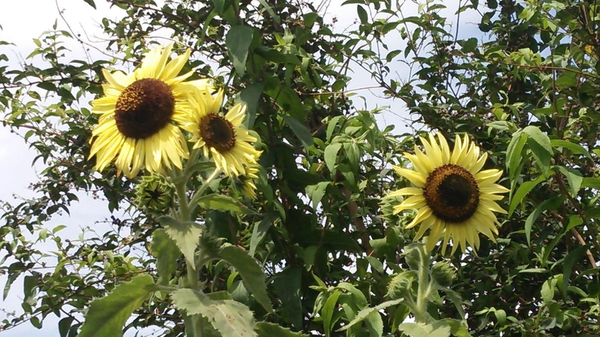 やや非力なヒマワリ開花