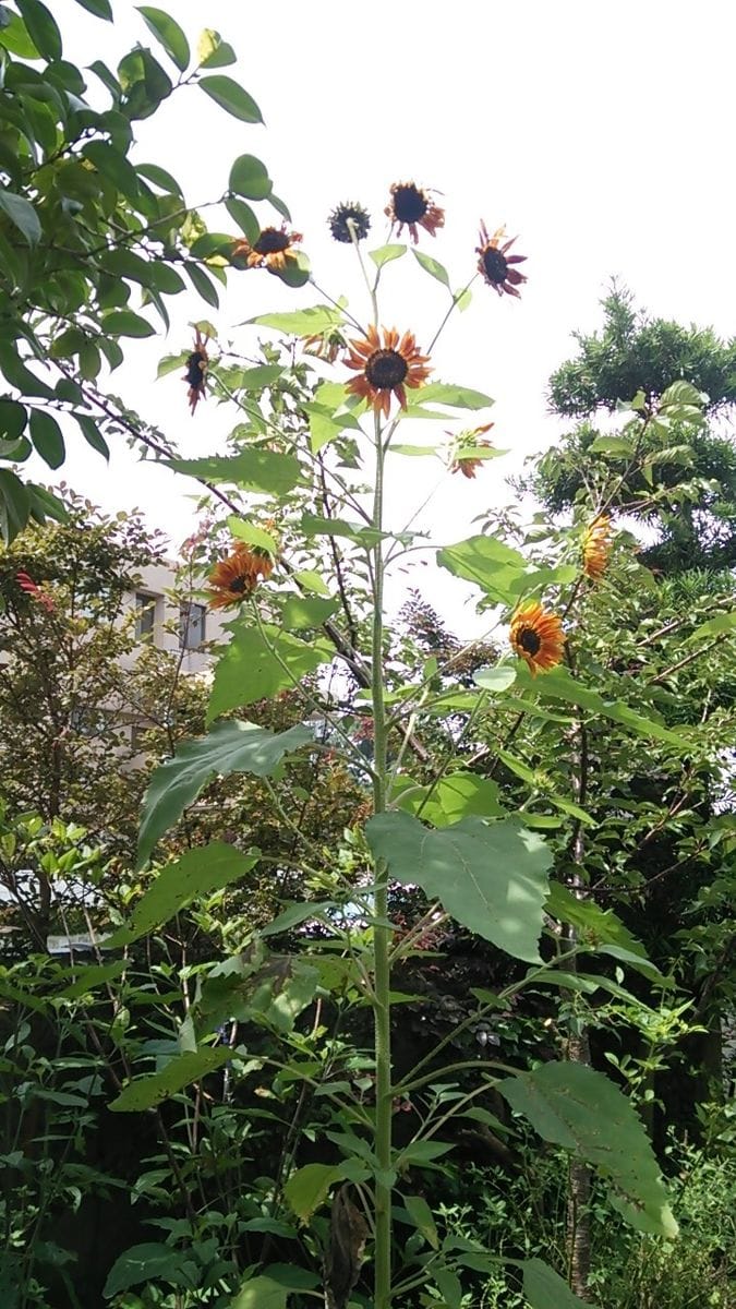 やや非力なヒマワリ開花