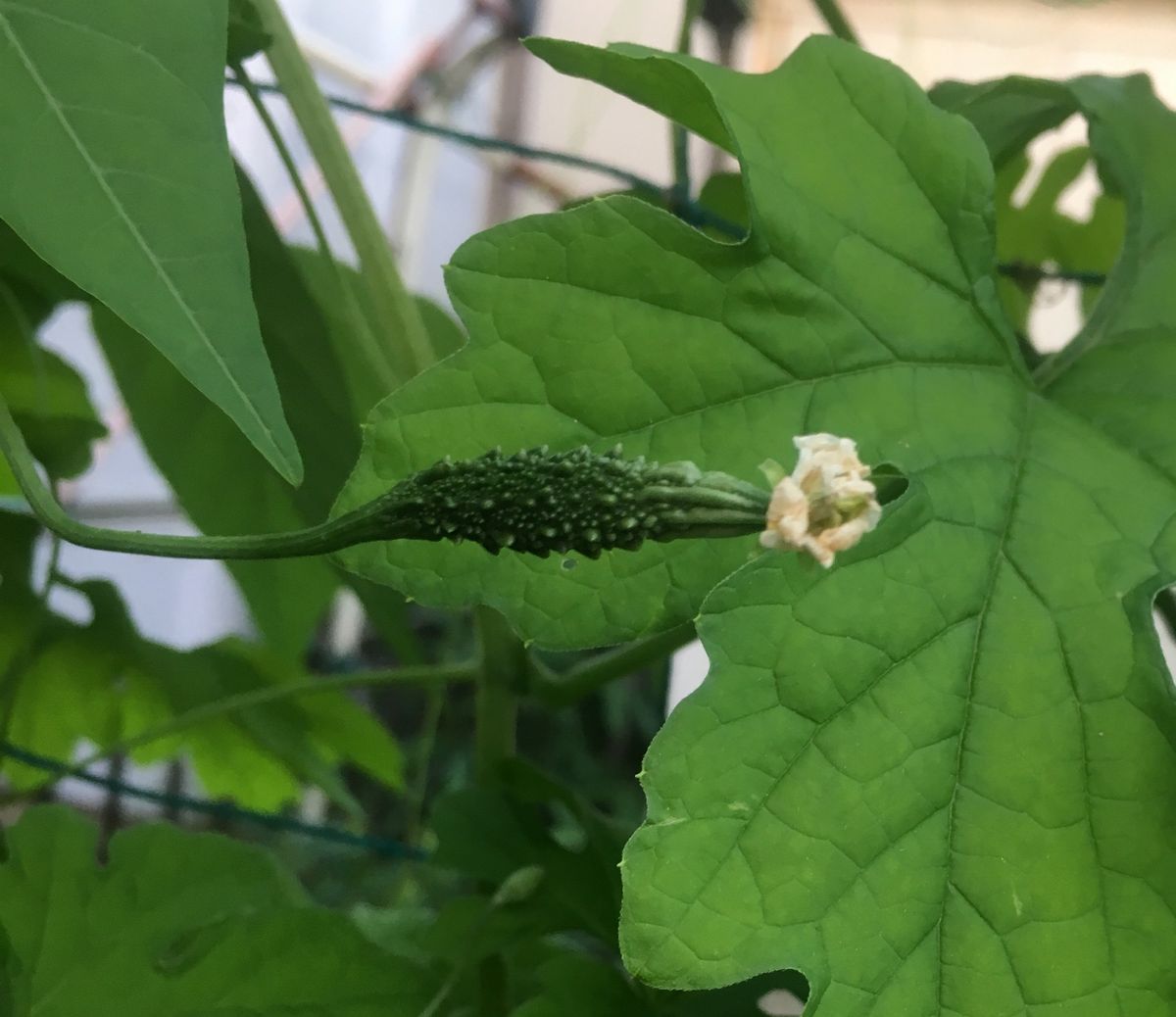 初ゴーヤー（の雌花）