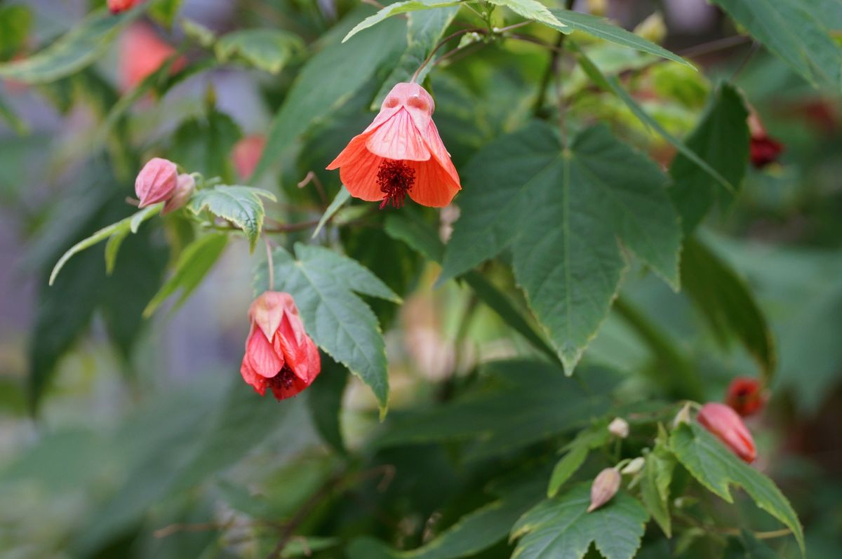 今日のお花