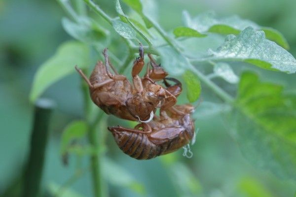 [閲覧注意]セミの抜け殻画像あり