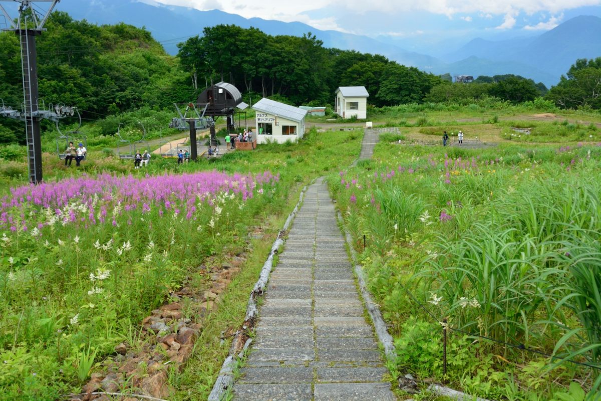 ヤナギランの群落